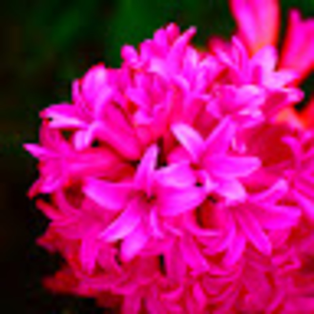 Meet your Posher, Lindsey